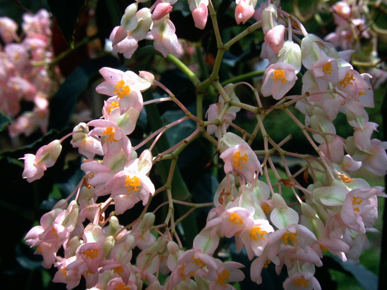 B. ‘Calypso Dancer’